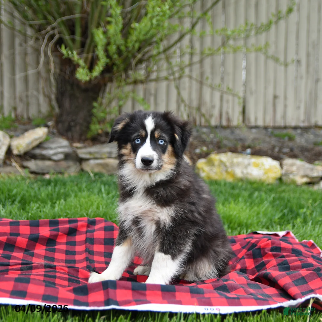 Miniature Australian Shepherd dogs for sale: Drew - Ad 2