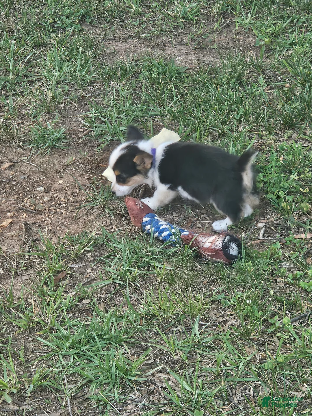 Welsh Corgi Pembroke dogs for sale: Purple Female - Ad 2