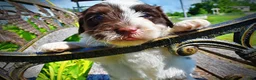 Havapoo dogs for sale: Teddy - Ad 6