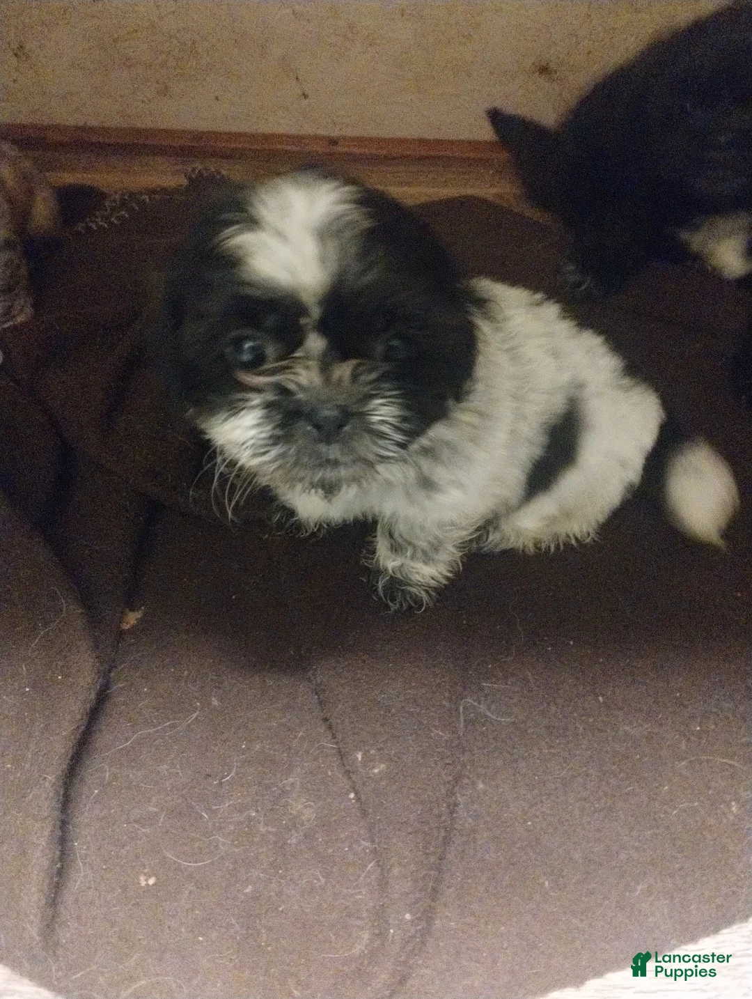 Shih Tzu dogs for sale: Summer - Ad 1