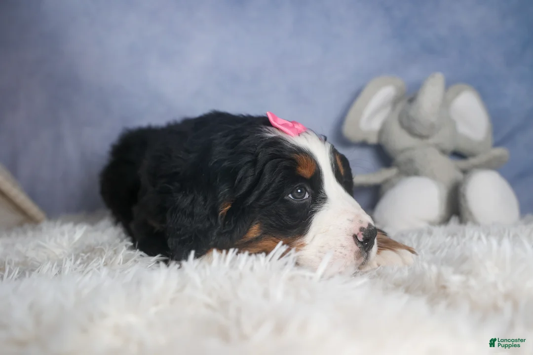 Bernese Mountain Dog dogs for sale: HANNAH - Ad 13