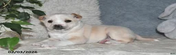 Mixed Breed dogs for sale: Shelia - Ad 4