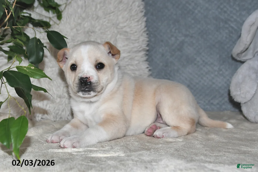 Mixed Breed dogs for sale: Shelia - Ad 4