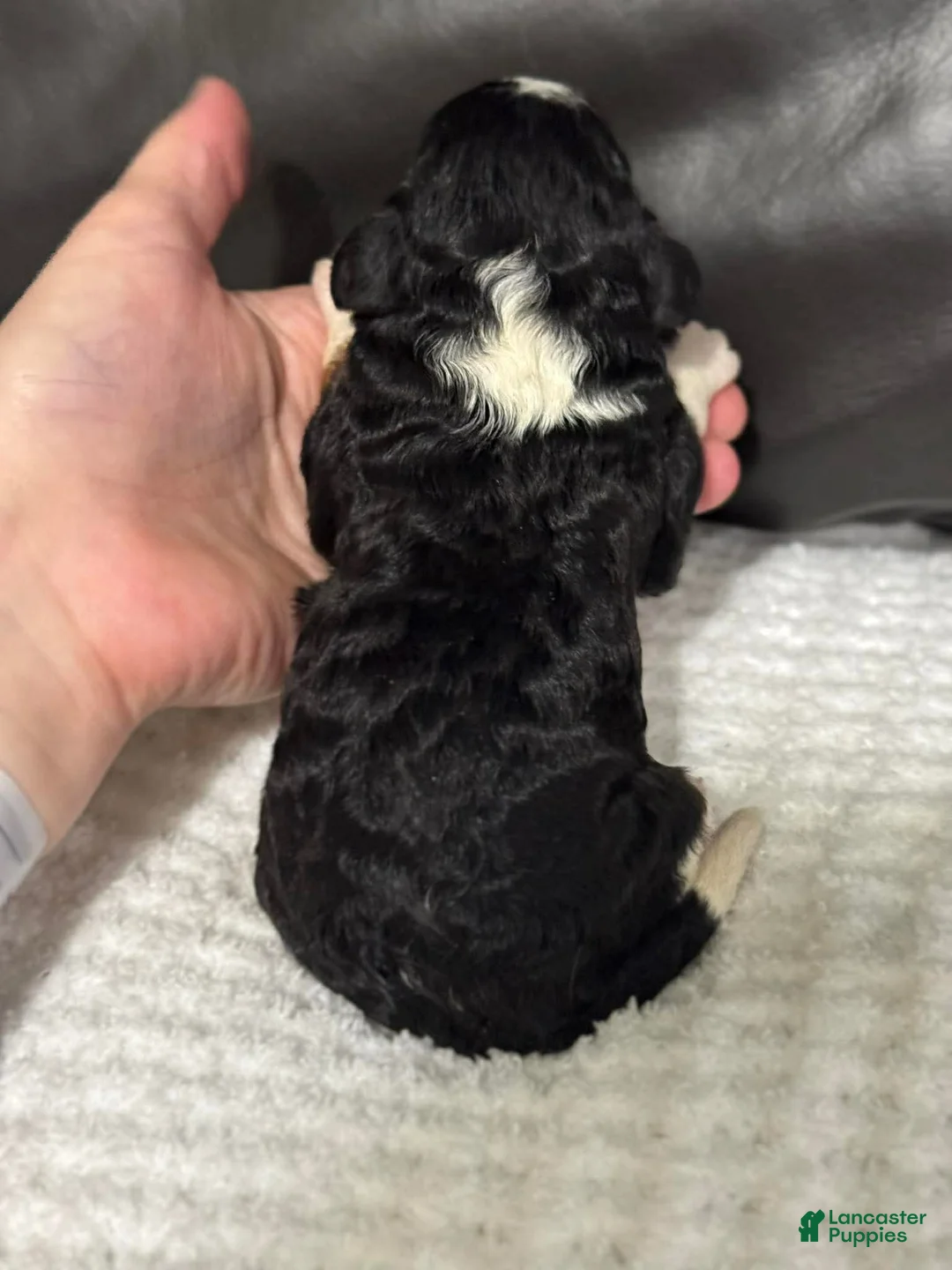 Cavapoo dogs for sale: Mia - Ad 3