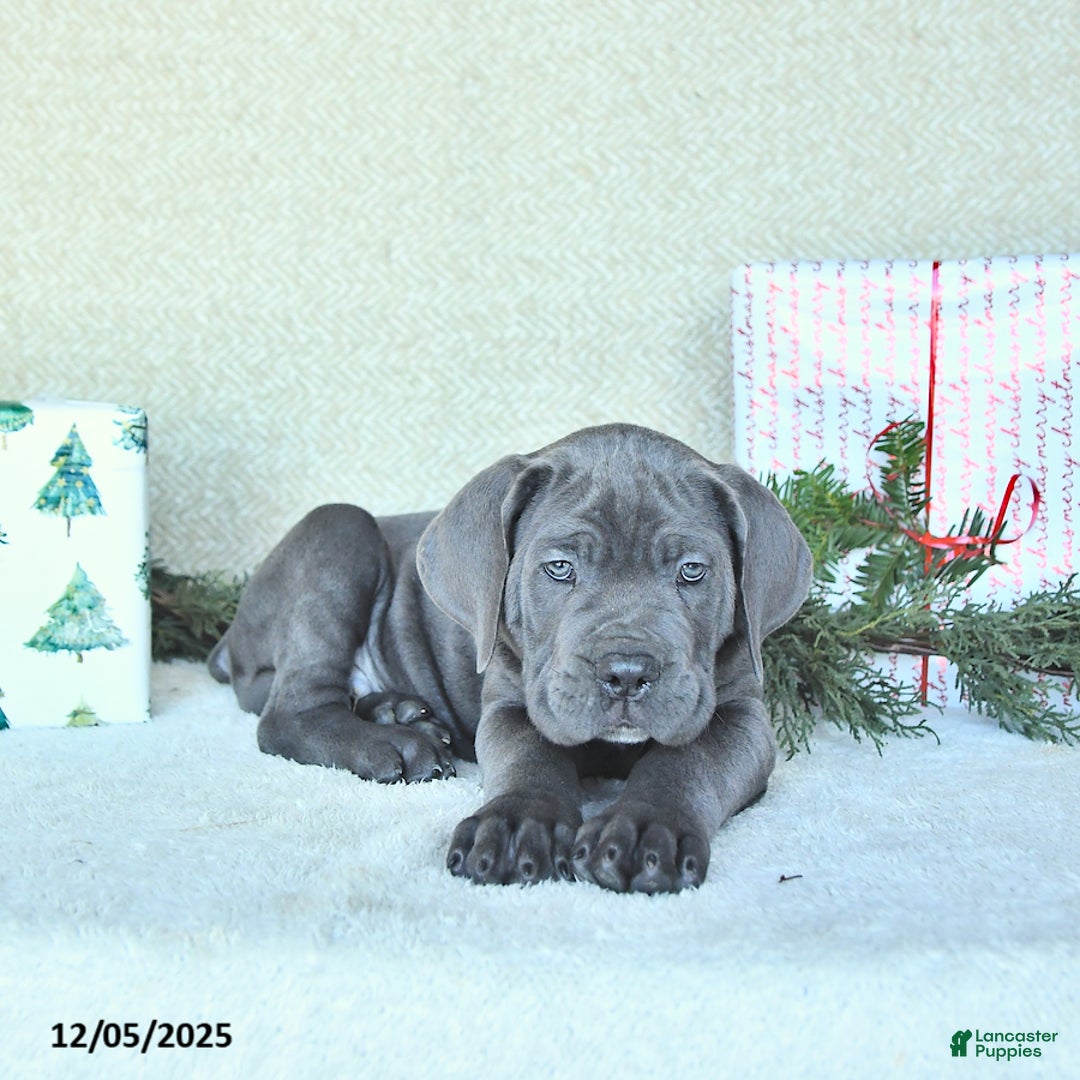 Cane Corso dogs for sale: Zane - Ad 3