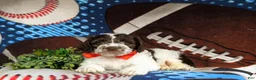 Cockapoo dogs for sale: Rover - Ad 5