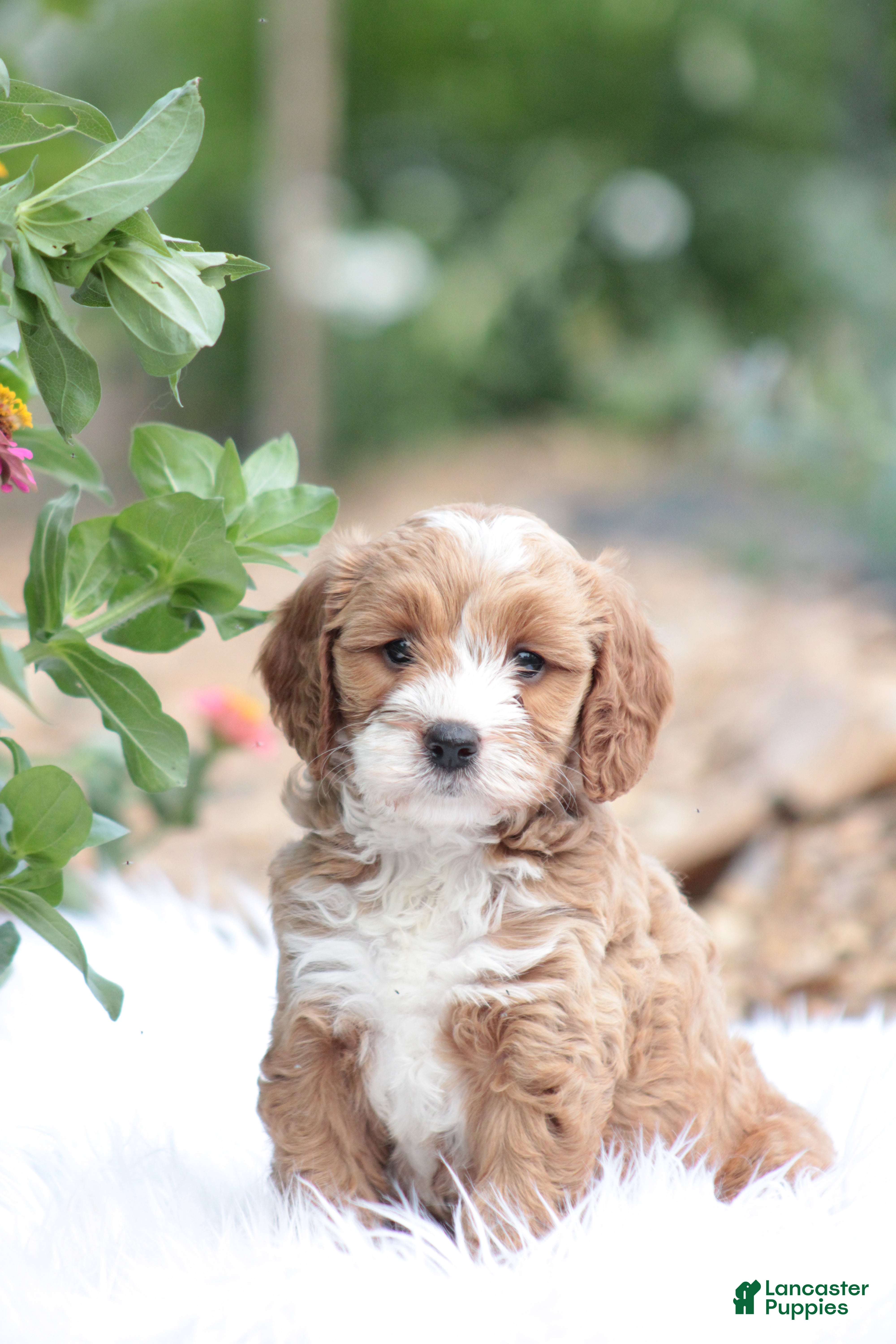 Cavapoo dogs Trixie - Ad 37