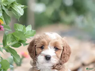 Cavapoo dogs Trixie - Ad 27