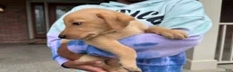 Labrador Retriever dogs for sale: Jake - Ad 3