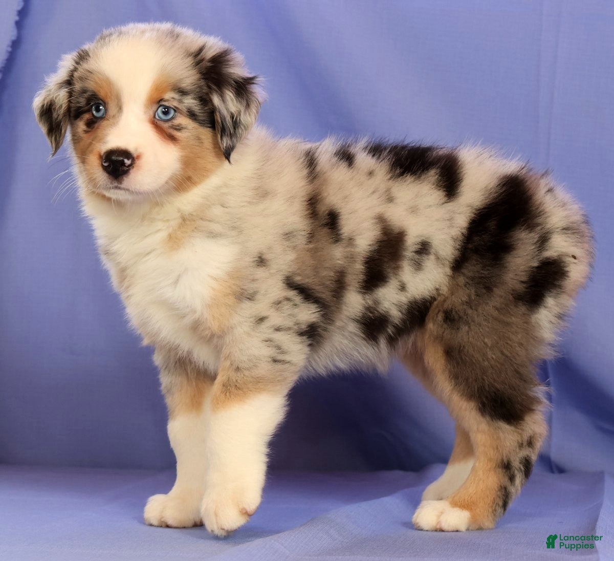 Miniature Australian Shepherd dogs Abby - Ad 2