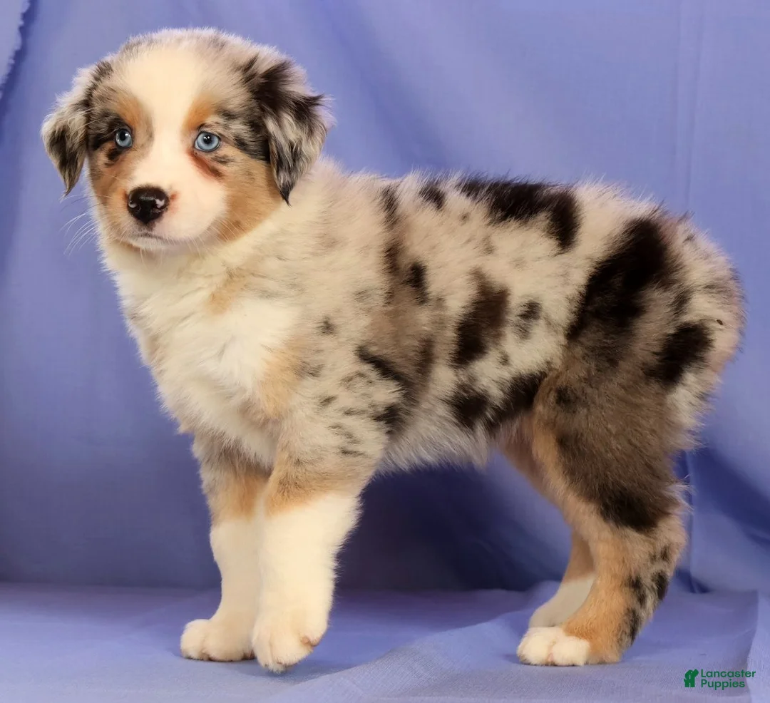 Miniature Australian Shepherd dogs for sale: Abby - Ad 2
