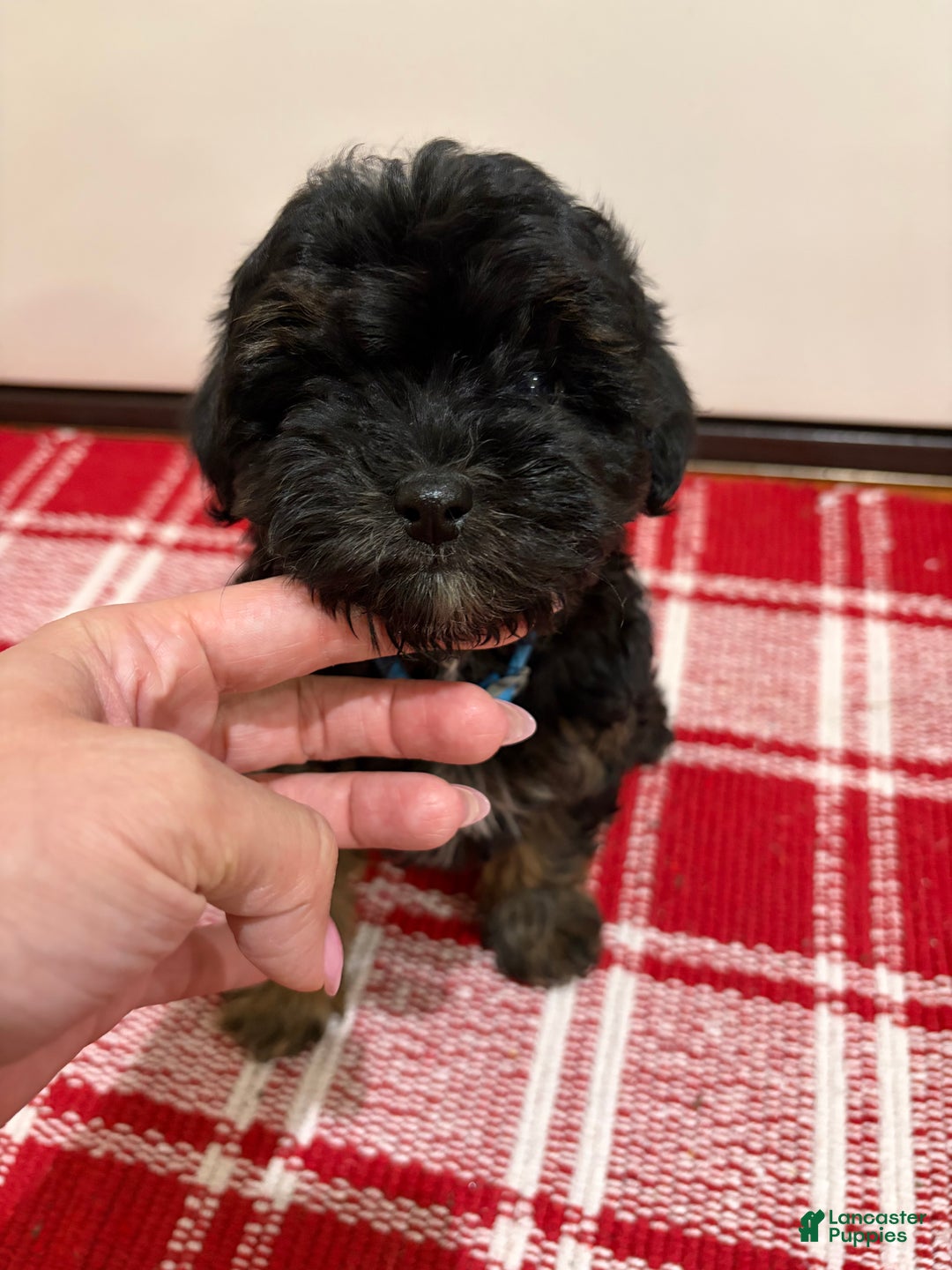 Maltipoo dogs for sale: Maltipoo Puppy 1 - Ad 4