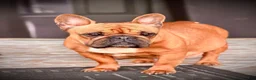 French Bulldog dogs for sale: Biggs - Ad 5
