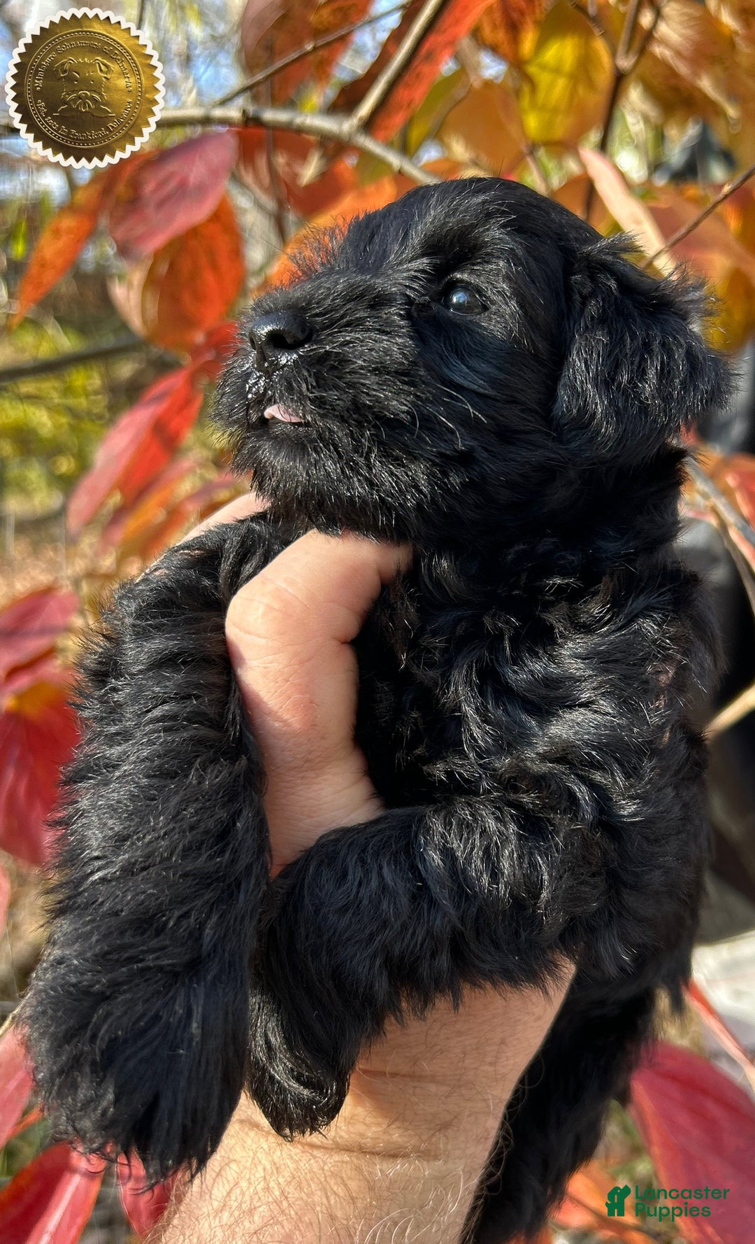 Miniature Schnauzer dogs for sale: Miniature Schnauzer Puppy 4 - Ad 17
