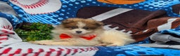 Pomeranian dogs for sale: Kent Genetic Testing - Ad 7