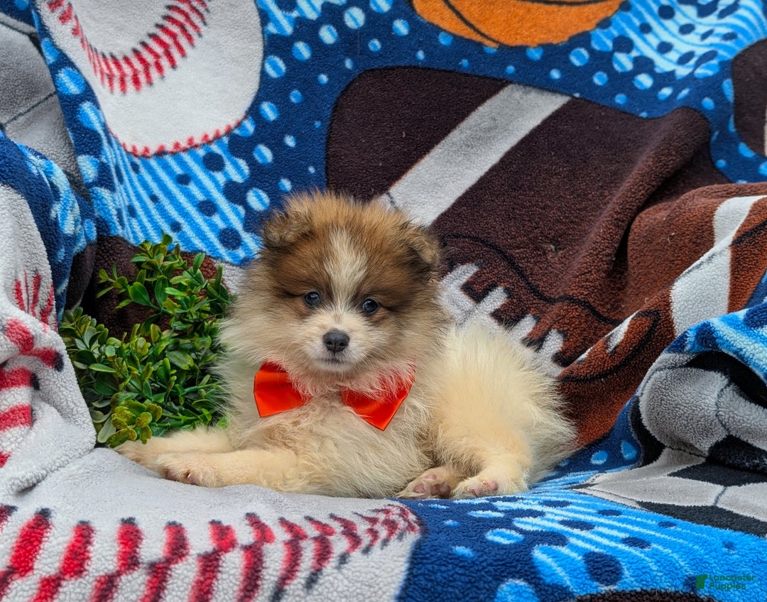 Pomeranian dogs for sale: Kent Genetic Testing - Ad 7
