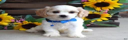 Cavachon dogs for sale: Tyson - Ad 3