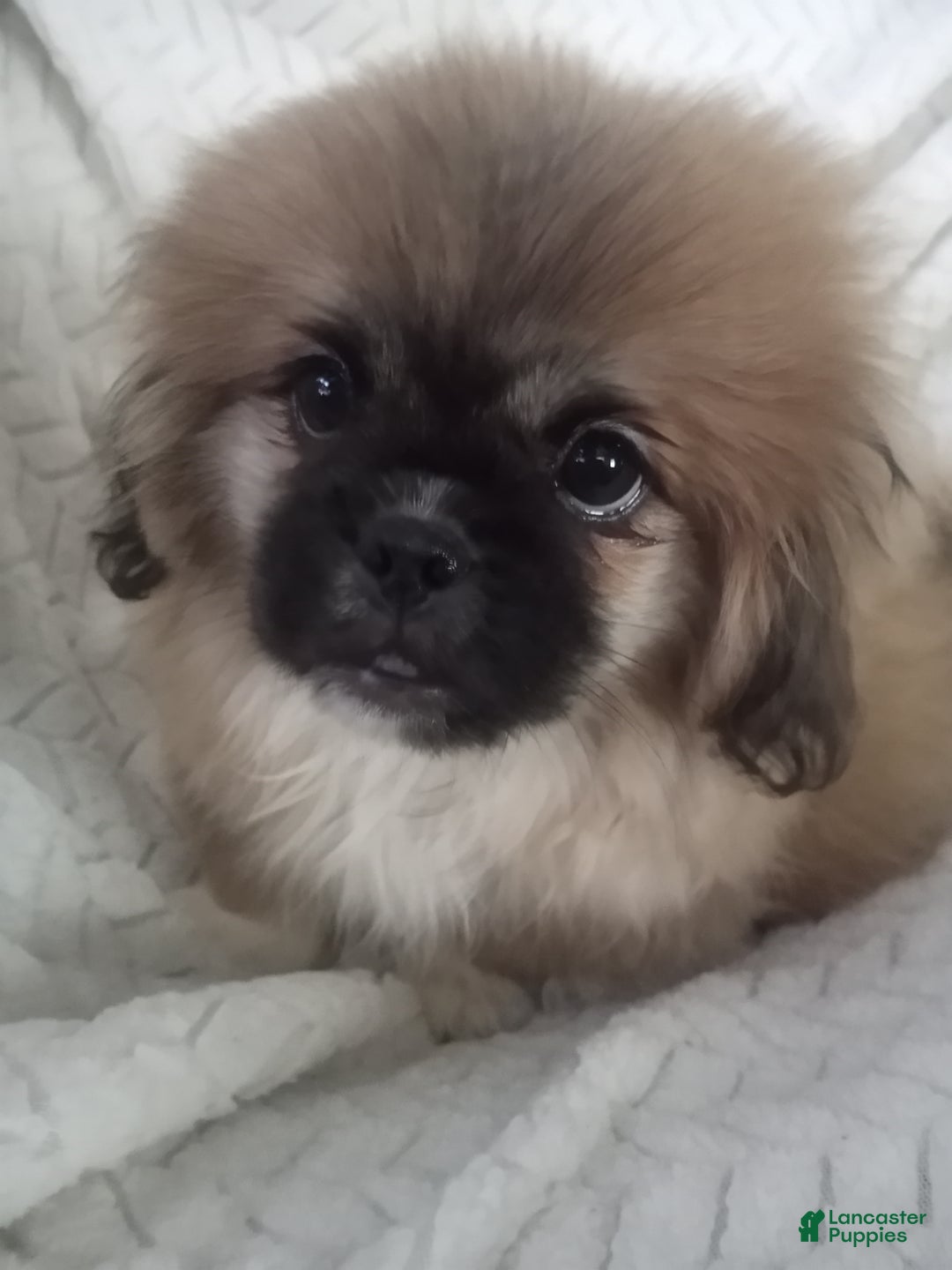 Pekingese dogs for sale: Rocky - Ad 3