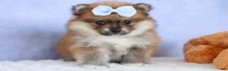 Pomeranian dogs for sale: Flossie  - Ad 17