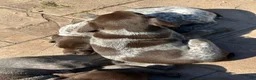 German Shorthaired Pointer dogs for sale: German Shorthaired Pointer Puppy 5 - Ad 2