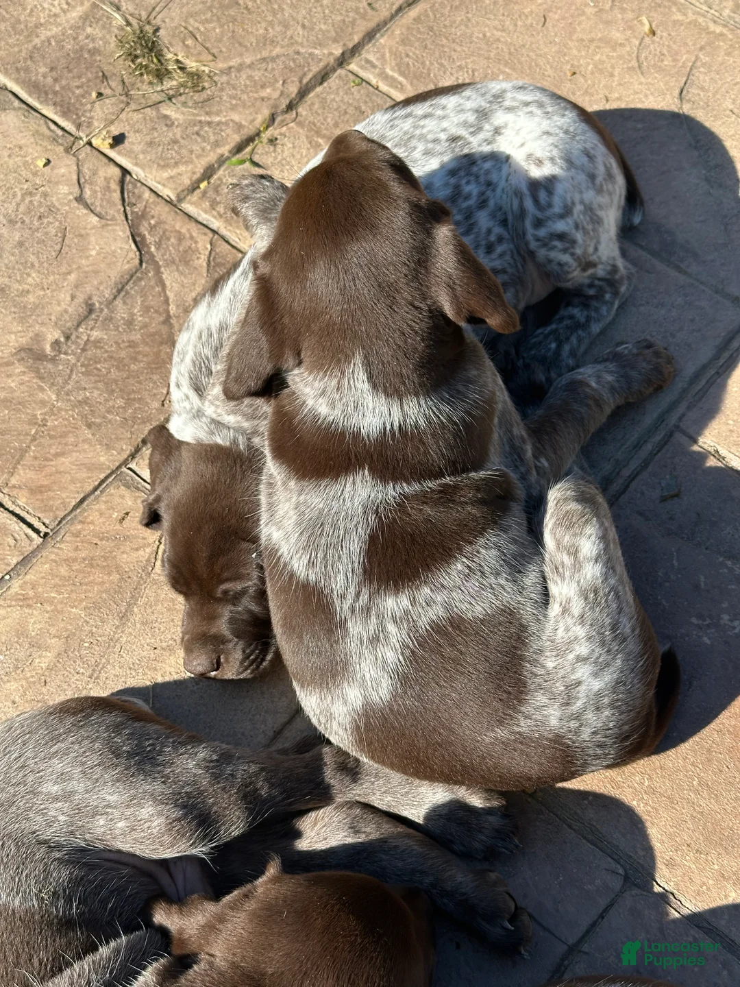 German Shorthaired Pointer dogs for sale: German Shorthaired Pointer Puppy 5 - Ad 2