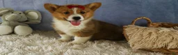 Welsh Corgi Pembroke dogs for sale: Legend  - Ad 6