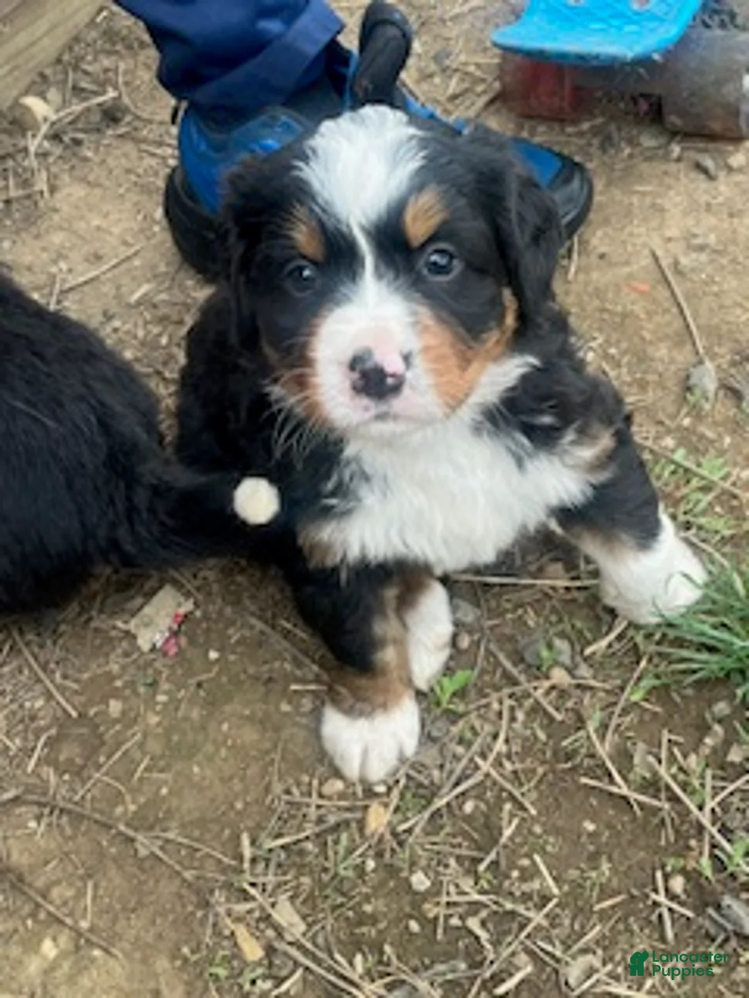 Bernese Mountain Dog dogs for sale: Green - Ad 6