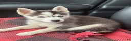Pomsky dogs for sale: Ace - Ad 4