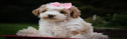 Cavachon dogs for sale: Hailey🌸 - Ad 17