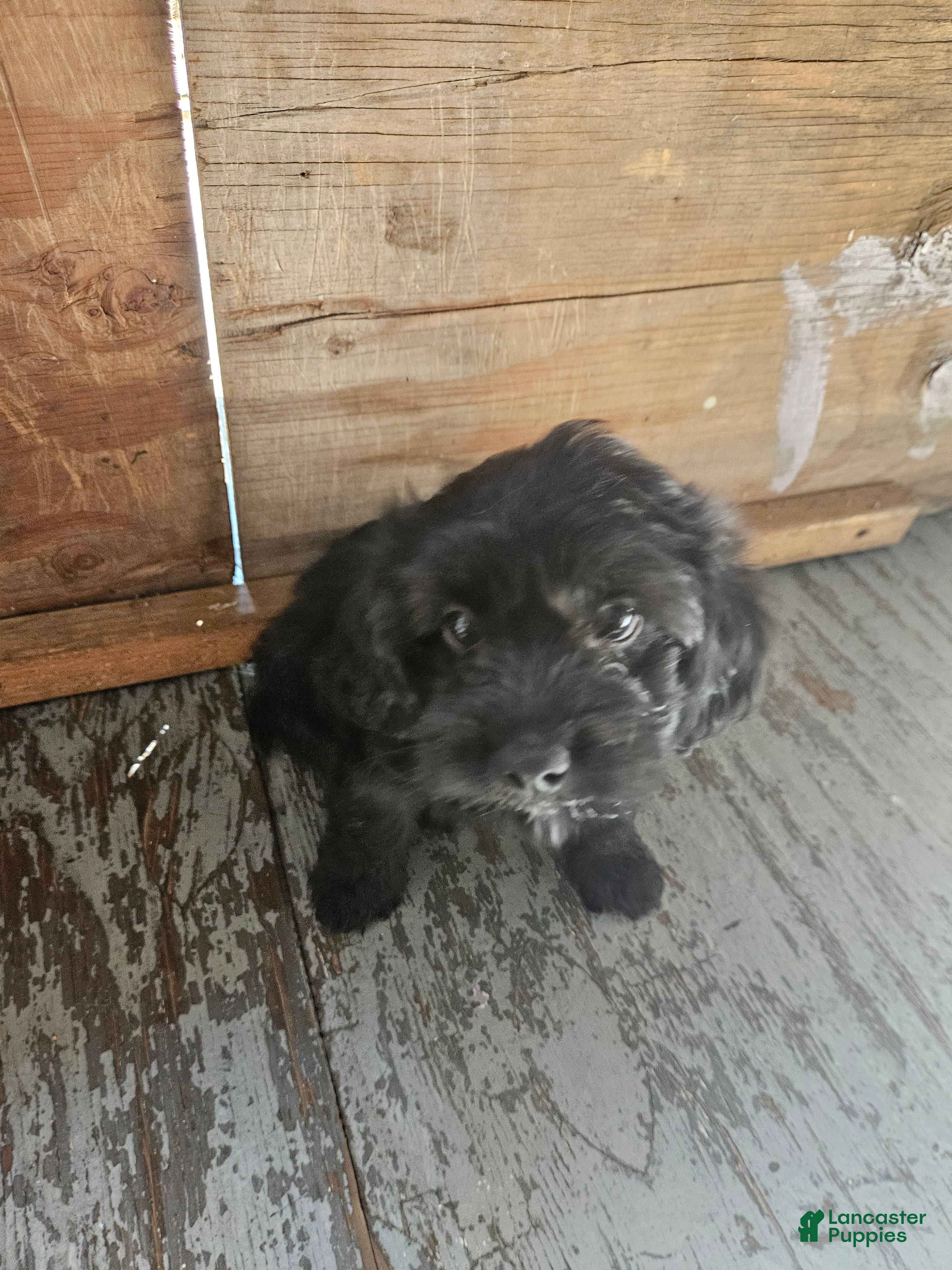 Havanese dogs for sale: Havanese 3 - Ad 4