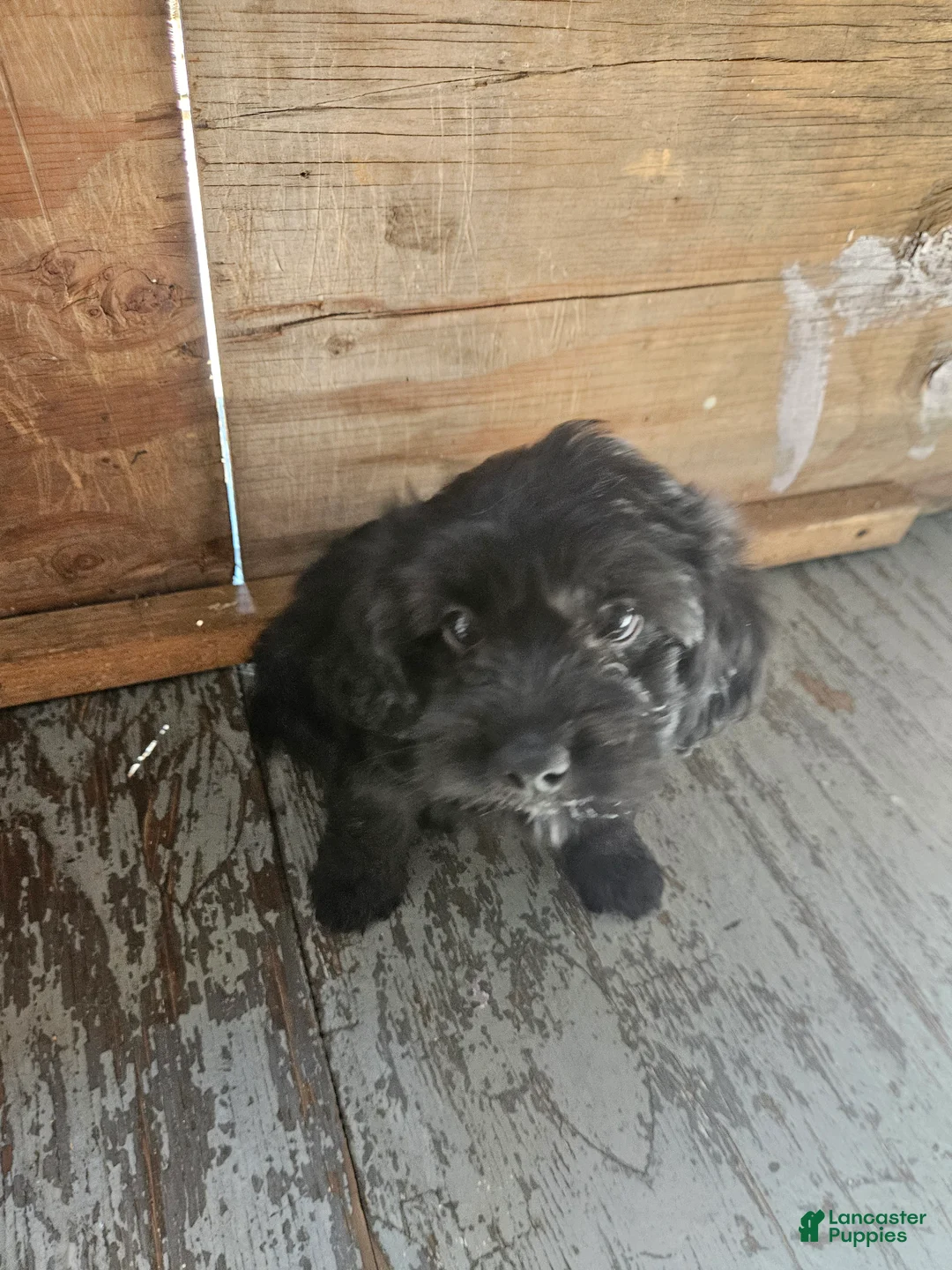 Havanese dogs for sale: Havanese 3 - Ad 1