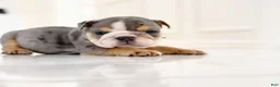 English Bulldog dogs for sale: Nicky - Ad 17