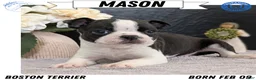 Boston Terrier dogs for sale: Mason - Ad 1