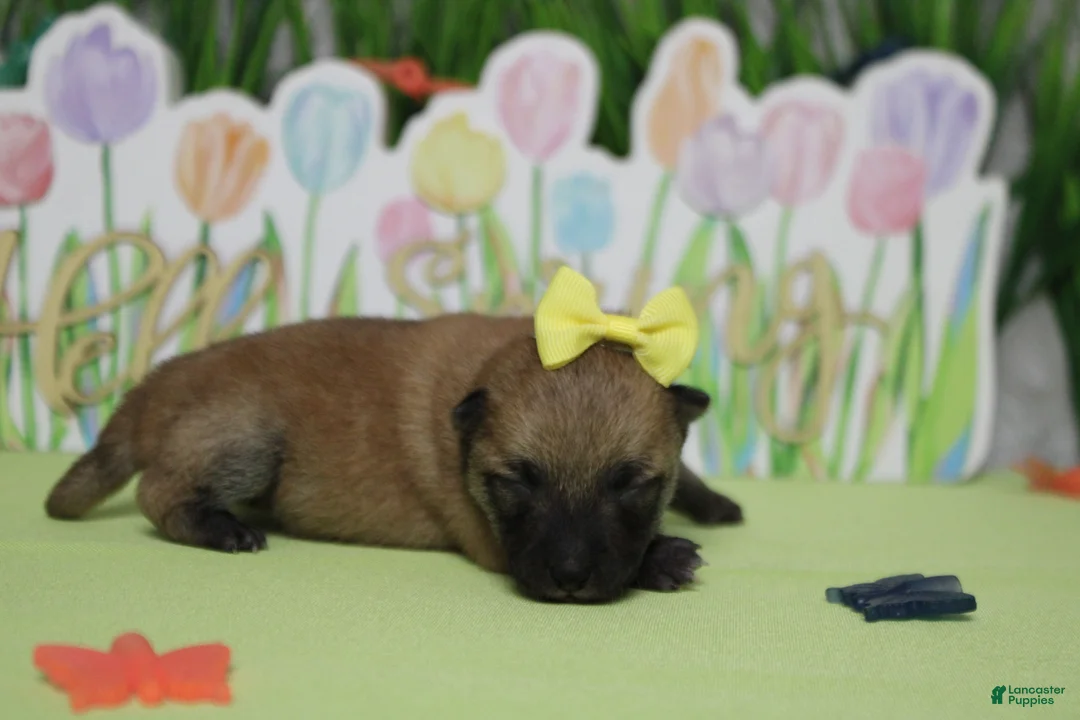 Shiba Inu dogs for sale: Janis - Ad 2