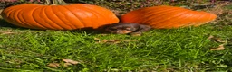 Miniature Dachshund dogs for sale: Nacho - Ad 2