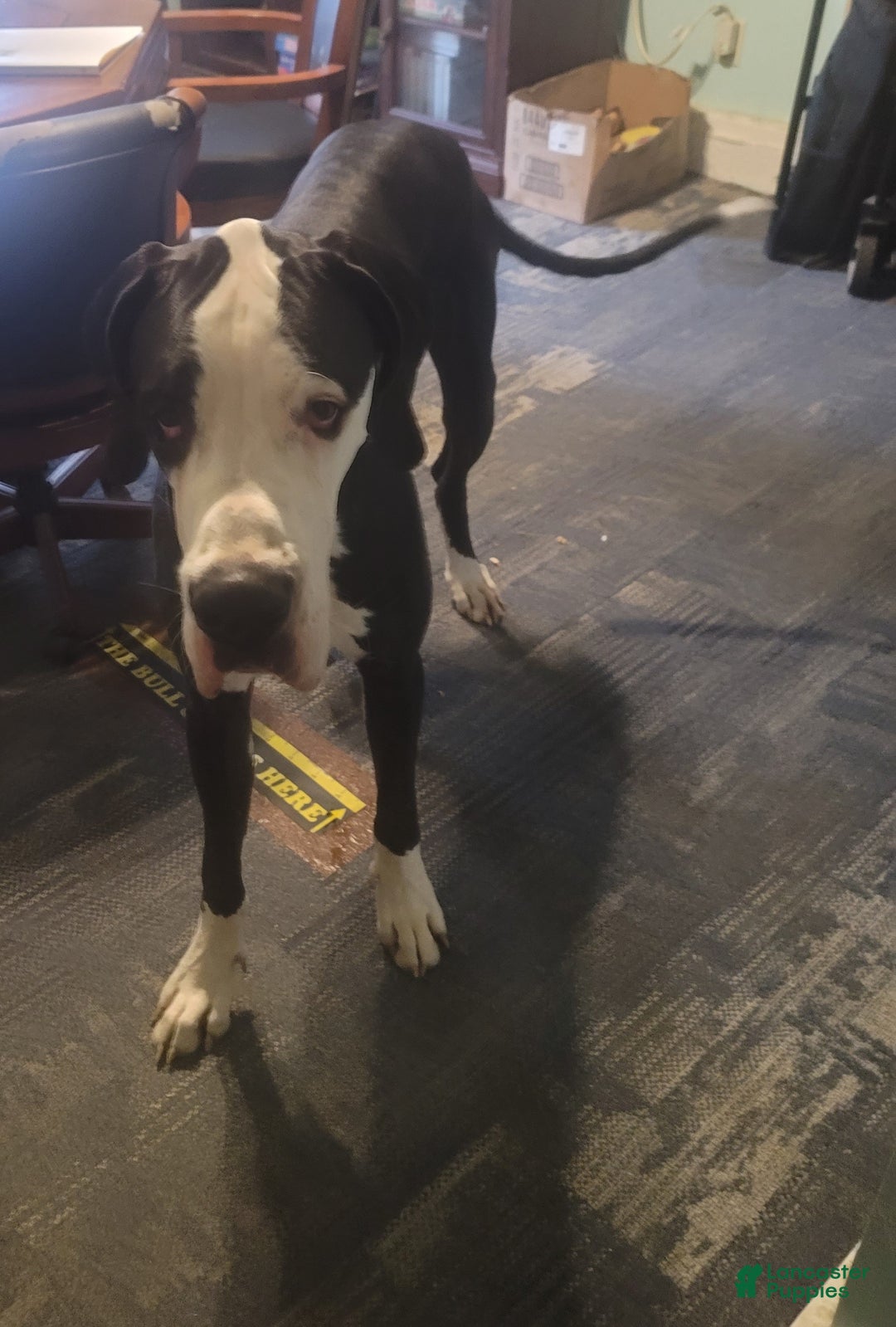 Great Dane dogs for stud: Sneary's danes - Ad 1