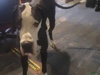 Great Dane dogs Sneary's danes - Ad 4