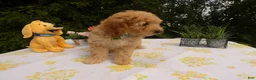 Mini Goldendoodle dogs for sale: Goldendoodle 5 Lanny - Ad 3