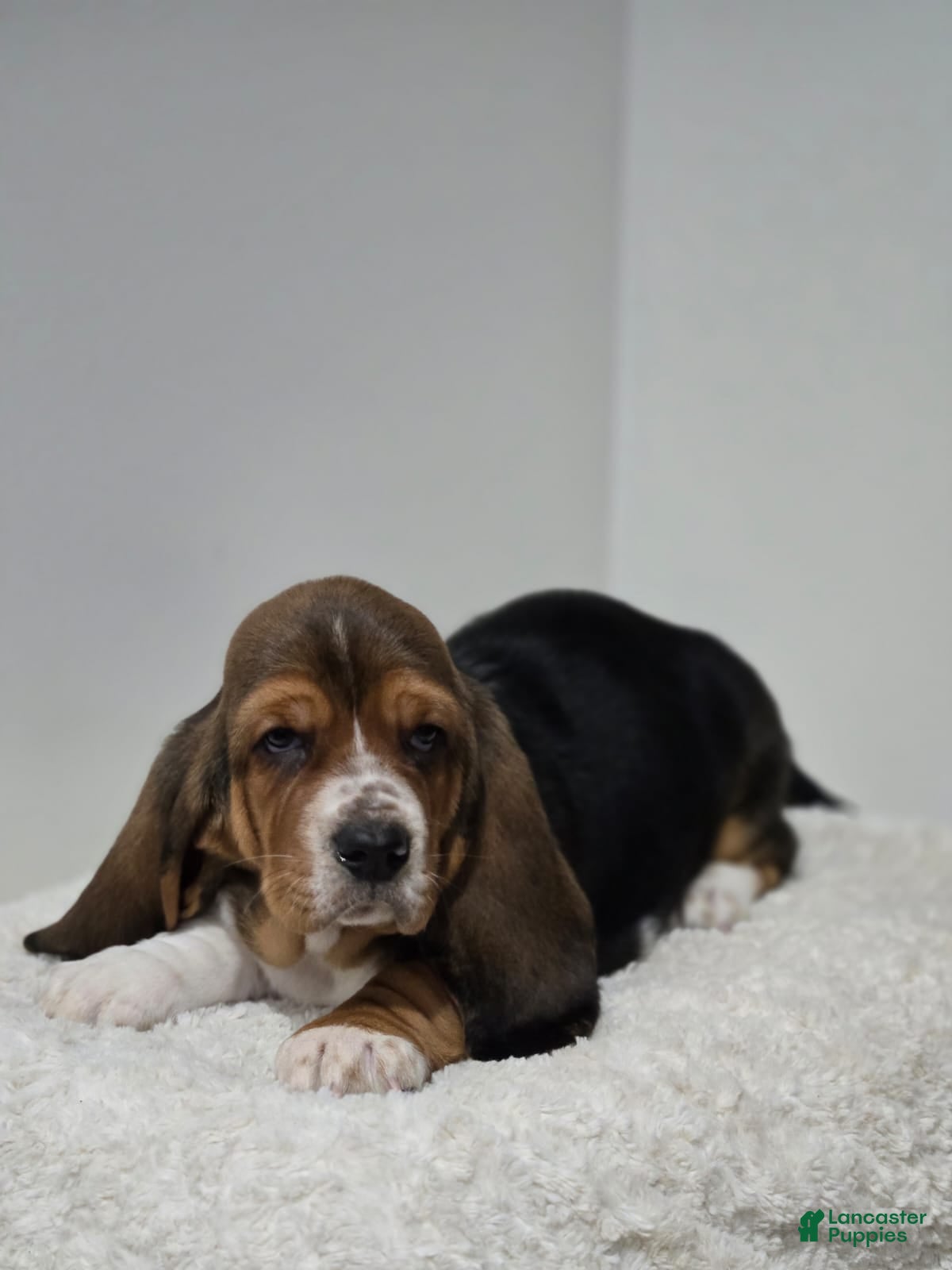 Basset Hound dogs Snoopy - Ad 8