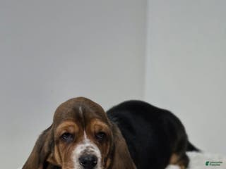Basset Hound dogs Snoopy - Ad 14