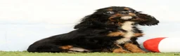 Cavalier King Charles Spaniel dogs for sale: Nina - Ad 5