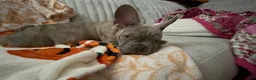 French Bulldog dogs for sale: French Bulldog 2 - Ad 14