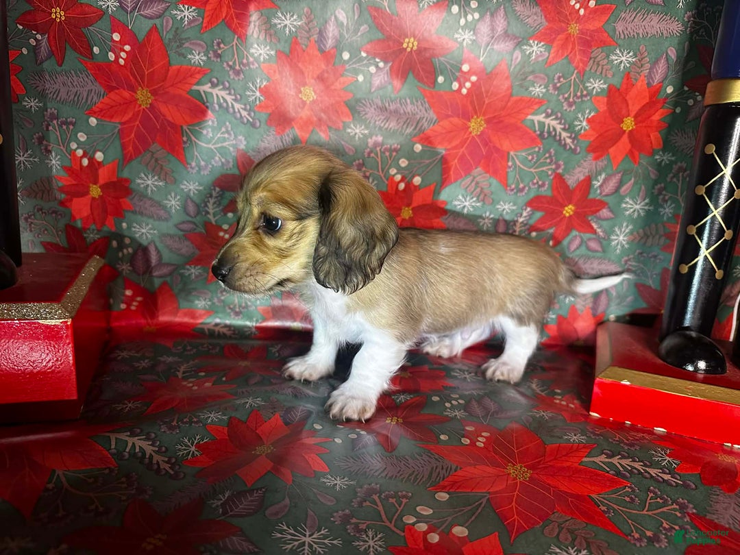 Dachshund dogs for sale: Daffy - Ad 6