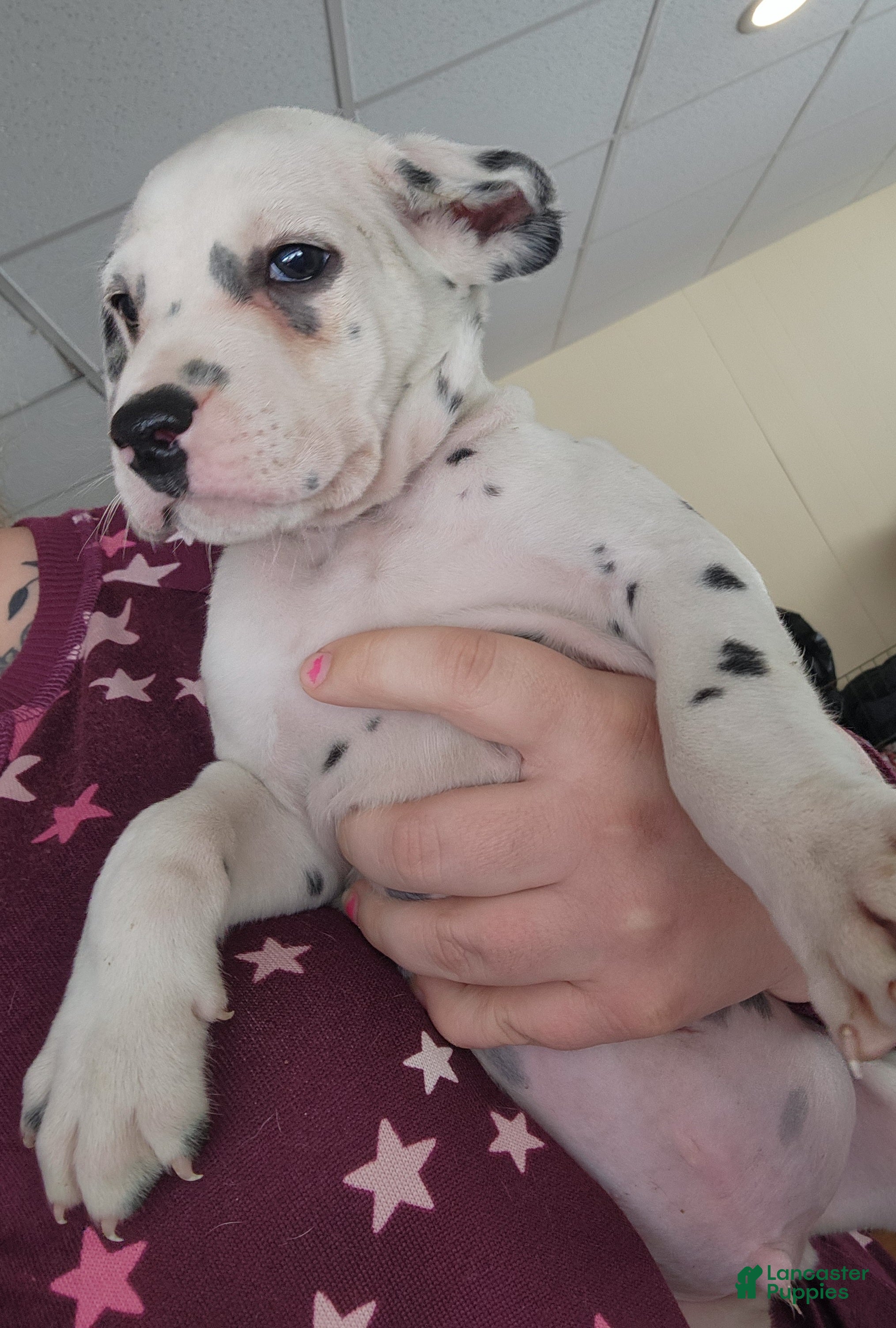 Dalmatian dogs  Puppy 6 - Ad 28