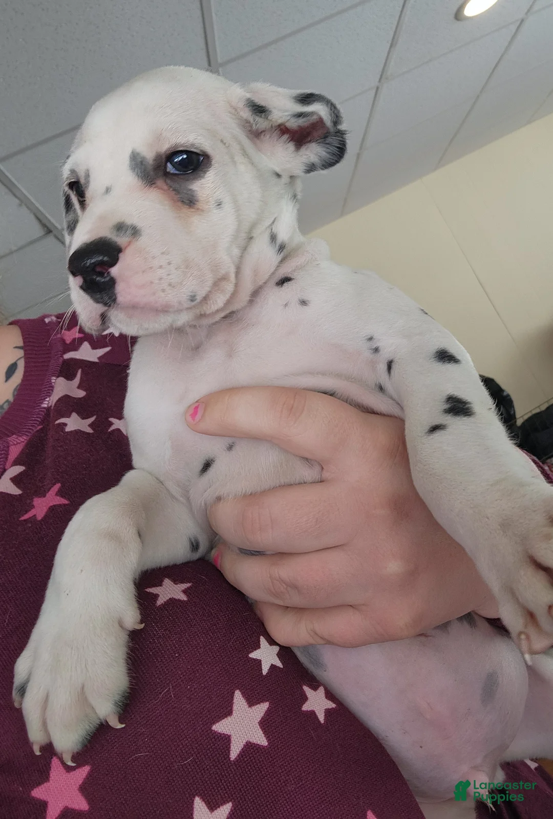 Dalmatian dogs for sale:  Puppy 6 - Ad 1