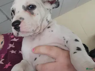 Dalmatian dogs Puppy 6 - Ad 28