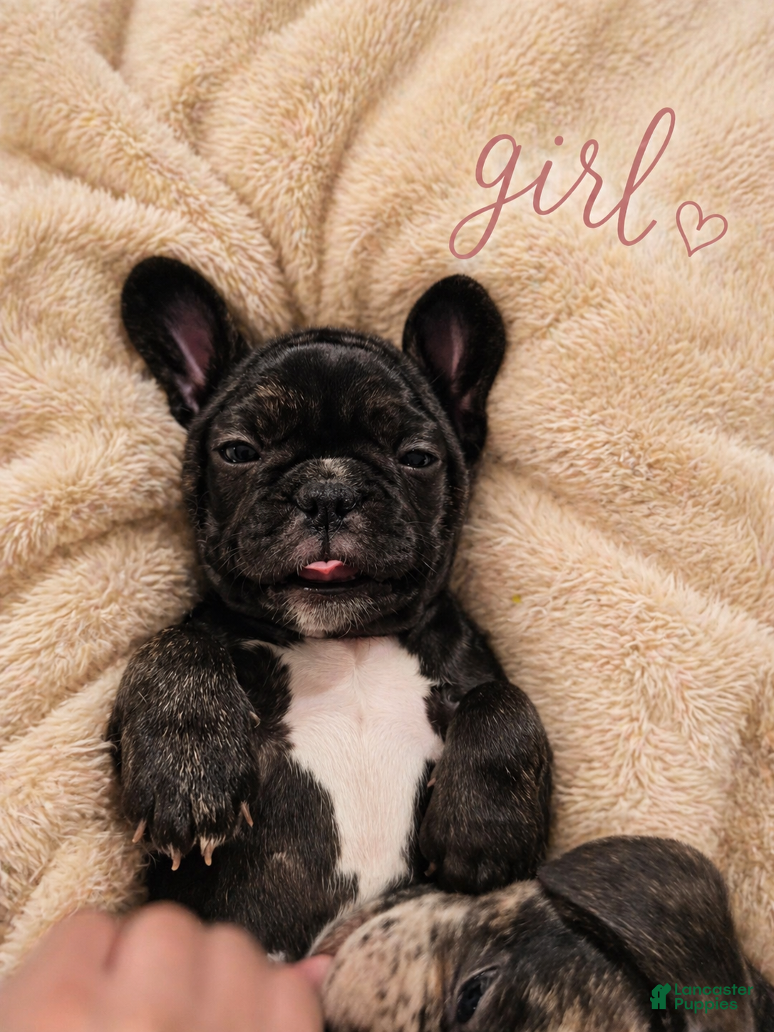 French Bulldog dogs Soffi - Ad 2