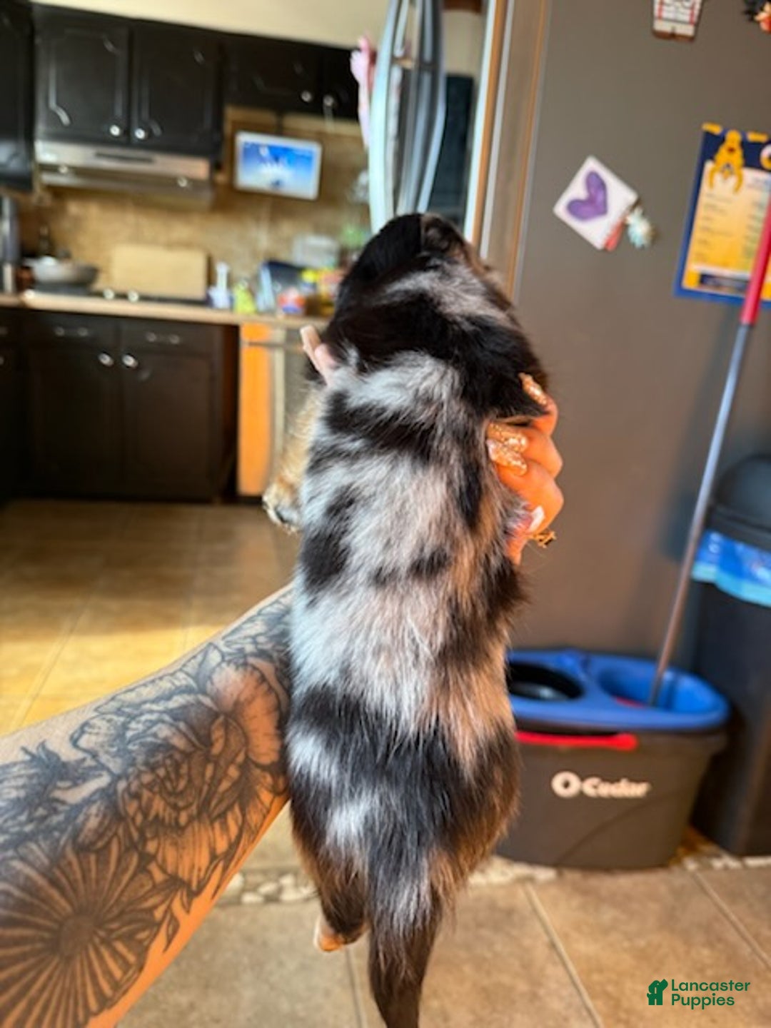 Miniature Dachshund dogs for sale: Oreo - Ad 3