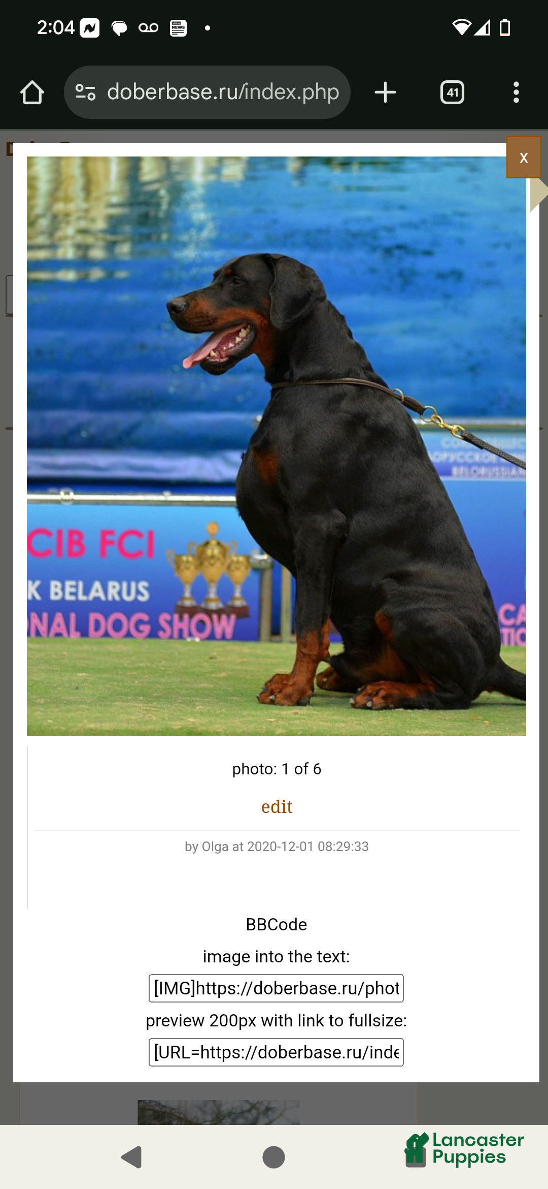 Doberman Pinscher dogs for sale: Missy - Ad 4