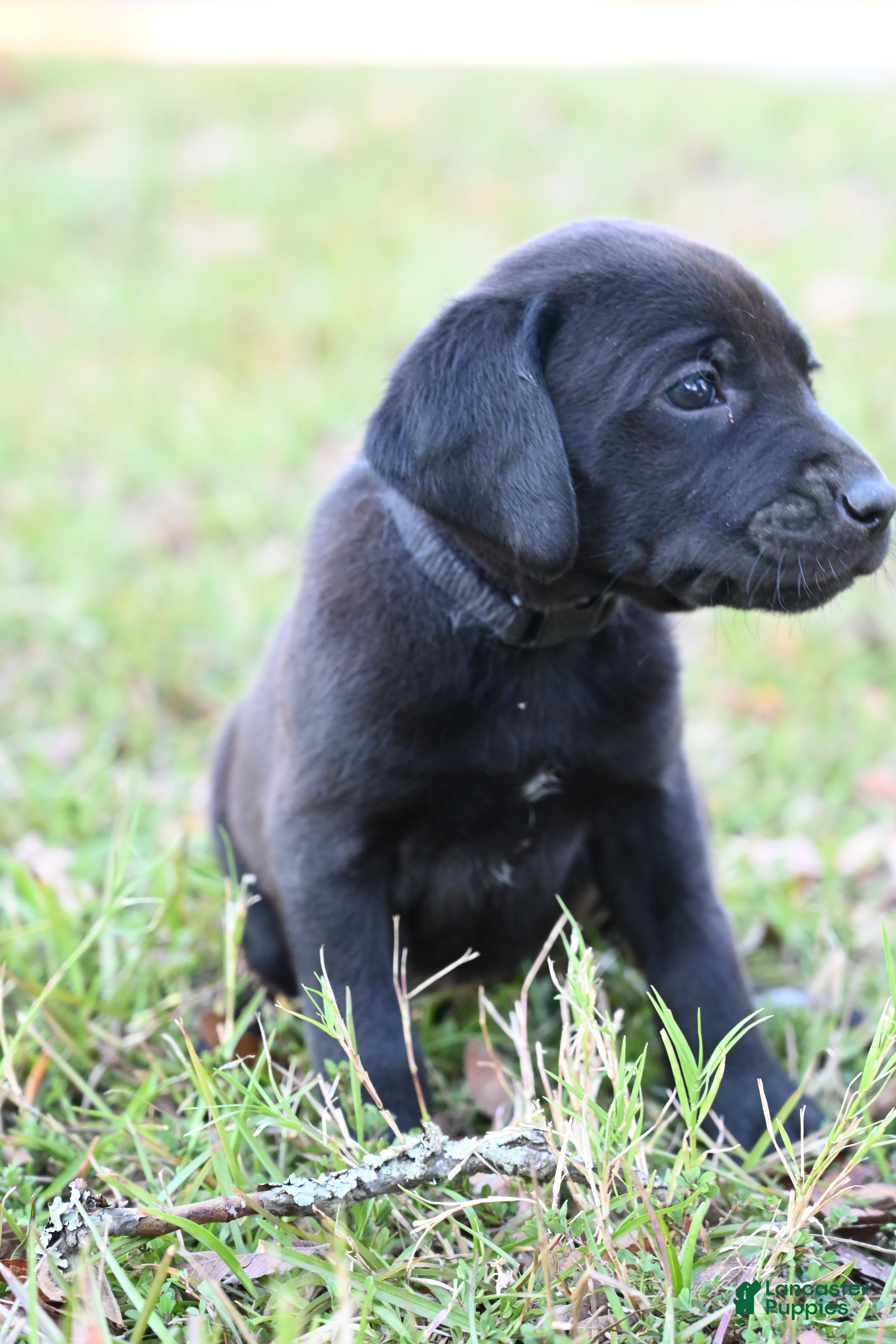 Mixed Breed dogs Puppy 3 - Ad 27